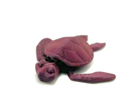 Baby Logger-Head Turtle